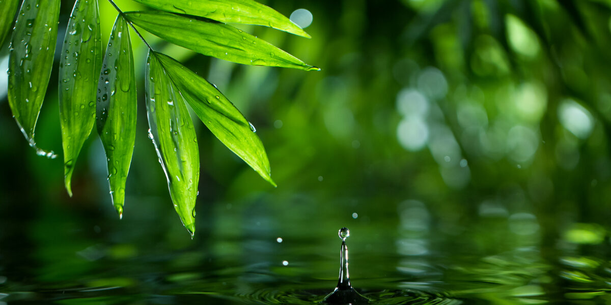 Bright green leaves with water droplets hang over a calm water surface. A droplet is captured mid-splash, creating ripples, with a lush, blurry green background suggesting a vibrant, natural environment.