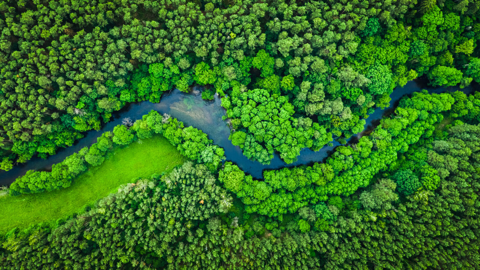 Aerial view of a lush, green forest with a winding river running through the dense trees and a grassy clearing on one side.