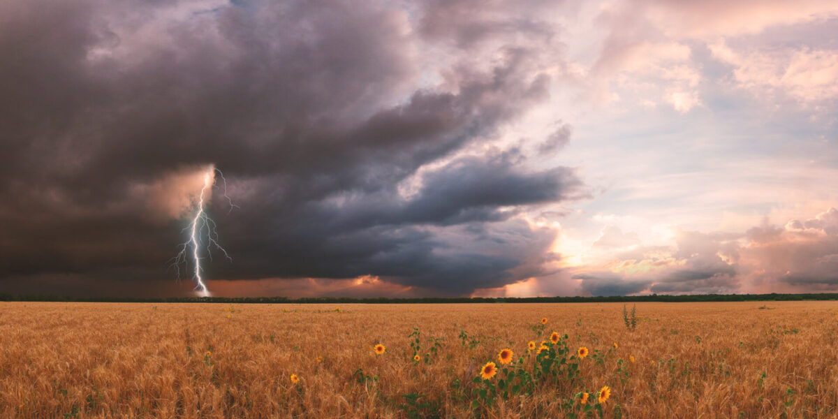 A vast wheat field under dramatic, dark storm clouds with a bolt of lightning striking in the distance; sunflowers are visible in the foreground, and the sky is tinged with pink and blue hues.