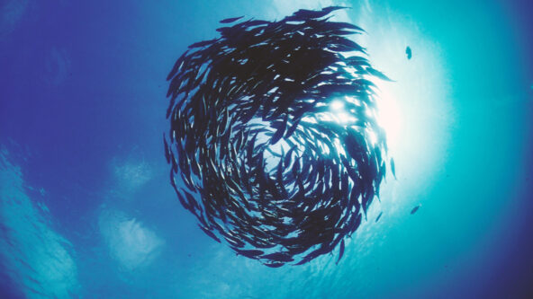 A large school of fish swimming in a tight, circular formation underwater, with sunlight streaming down from above and illuminating the blue water.