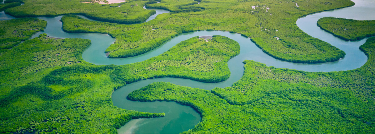 Aerial view of winding river channels weaving through dense, lush green mangrove forests, creating intricate patterns of water and vegetation.
