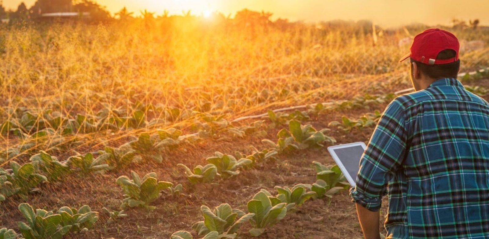 A person wearing a red cap and plaid shirt uses a tablet while standing in a field of crops at sunset, with irrigation sprinklers watering the plants.